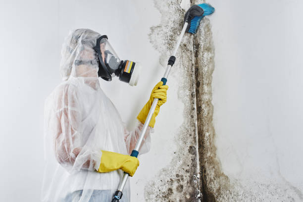 Professional Mold Removal in Nash, TX