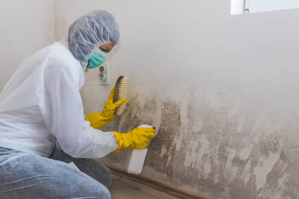 Best Attic Mold Removal  in Nash, TX