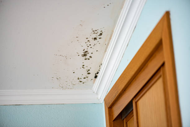 Best Same-Day Mold Removal  in Nash, TX