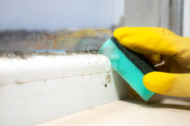 Best Mold Damage Repair  in Nash, TX