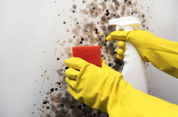 Best Certified Mold Removal  in Nash, TX