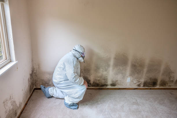 Best Mold Testing and Removal  in Nash, TX