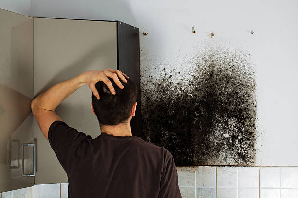 Best Mold Remediation Experts  in Nash, TX