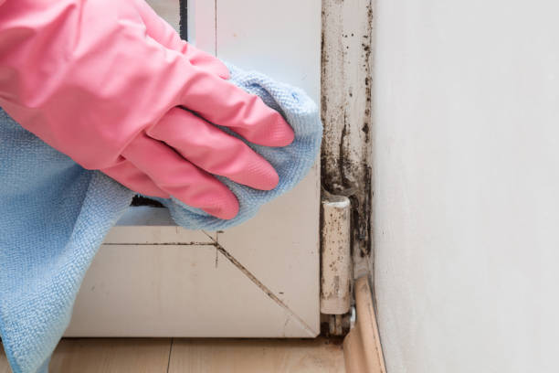 Best Professional Mold Removal  in Nash, TX