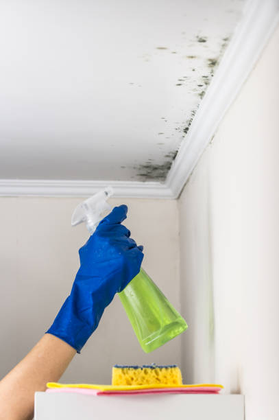 Best Commercial Mold Removal  in Nash, TX